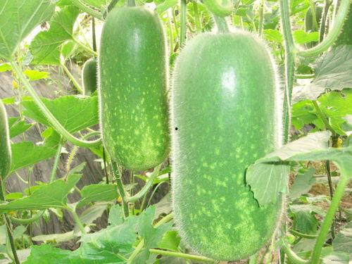 吃瓜大赛快慢对比,快慢对决，谁才是瓜界“吃瓜王”